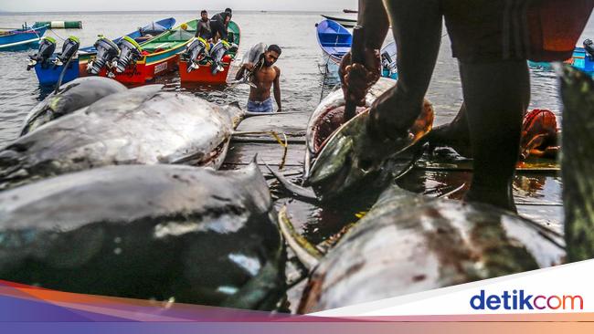 KKP Jamin Budi Daya Tuna di Biak Papua Tak Rusak Lingkungan