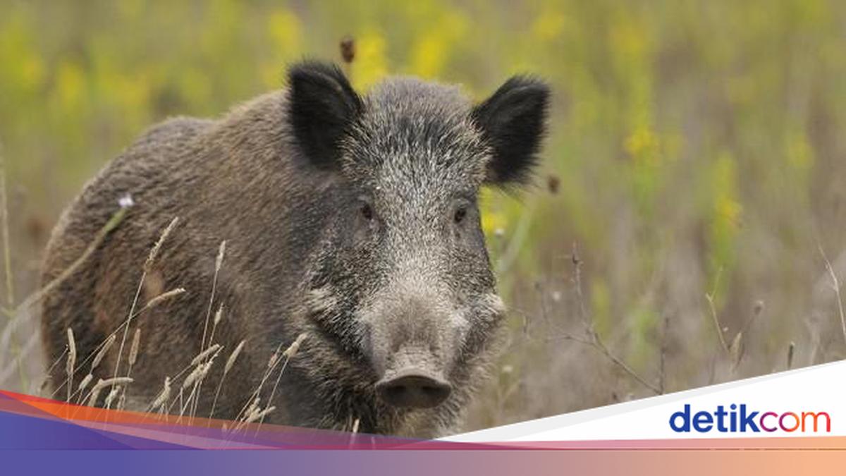 Kagetnya Pemotor Tabrak Babi Hutan Nyeberang Jalan di Ponorogo