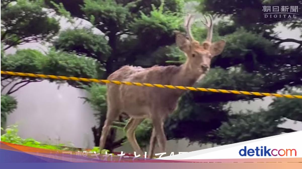 Rusa Liar Muncul Tiba-tiba, Jepang Tutup Kebun Raya Universitas
