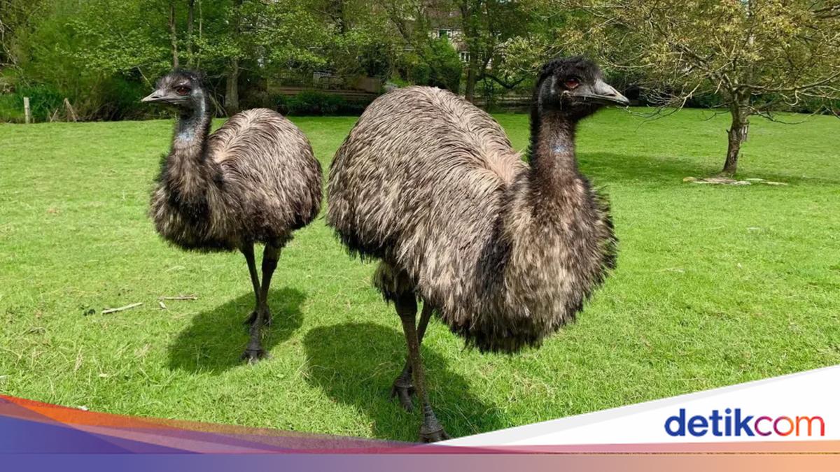 Negara Ini Pernah Kalah Saat Berperang Lawan Burung