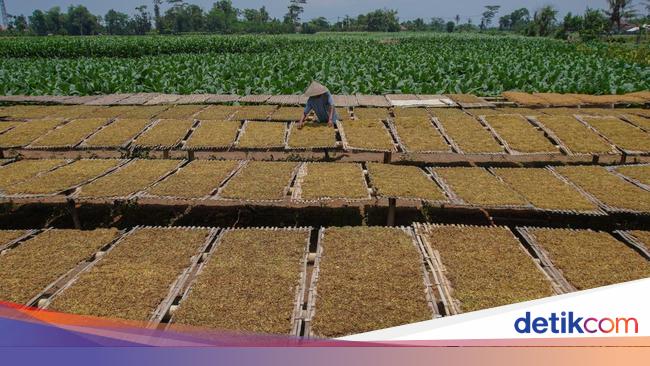 3 Dampak Ngeri dari Aturan Penyeragaman Kemasan Rokok Tanpa Identitas Merek