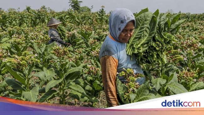 Petani Ungkap 5 PR Pemerintahan Prabowo di Sektor Industri Tembakau