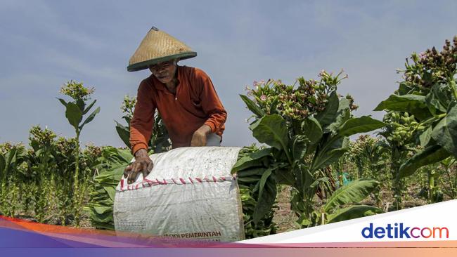 Petani Minta Prabowo Lindungi Ekonomi Pertembakauan RI