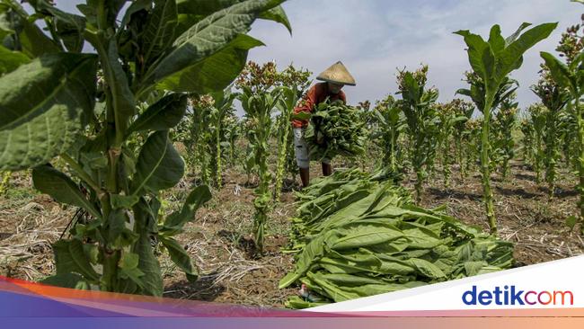 Petani Tembakau Teriak, Panen Terancam Anjlok