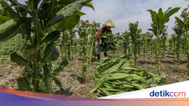 Begini Permintaan Buruh soal Pengetatan Industri Tembakau