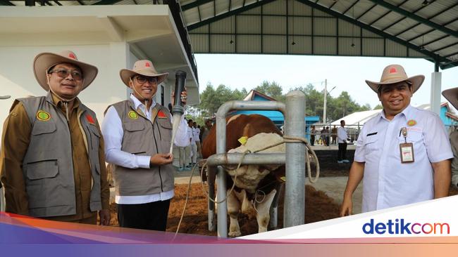 Wamentan Sudaryono Ungkap Alasan Harus Impor 1,3 Juta Sapi di Era Prabowo