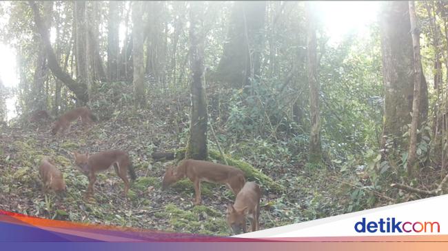 Anjing Super Langka Sumatera Terpantau Kamera di TN Gunung Leuser