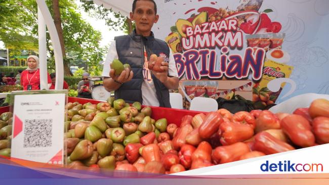 Bisa Panen hingga 3 Ton, Petani Jambu Citra di Kudus Terbantu KUR BRI