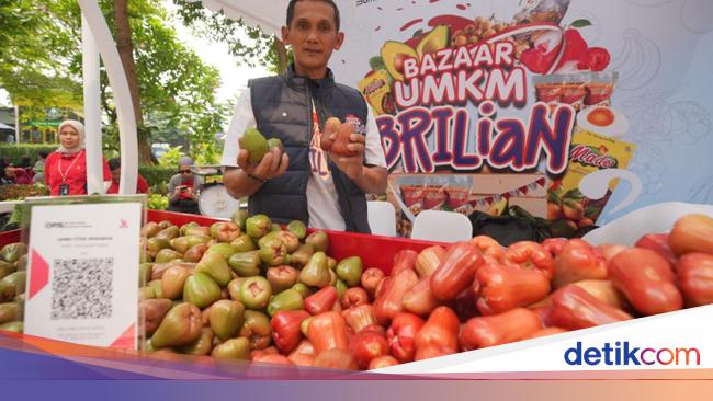 Bisa Panen hingga 3 Ton, Petani Jambu Citra di Kudus Terbantu KUR BRI