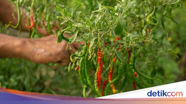 Bapanas Ungkap Daerah Sentra Cabai Diterjang Banjir, Banyak Gagal Panen