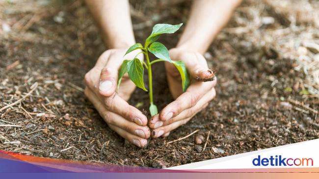 Hari Gerakan Sejuta Pohon 10 Januari: Sejarah hingga Tujuan