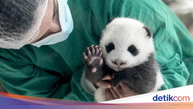 Si Gemas Bayi Panda Siap Sapa Pengunjung Kebun Binatang Berlin