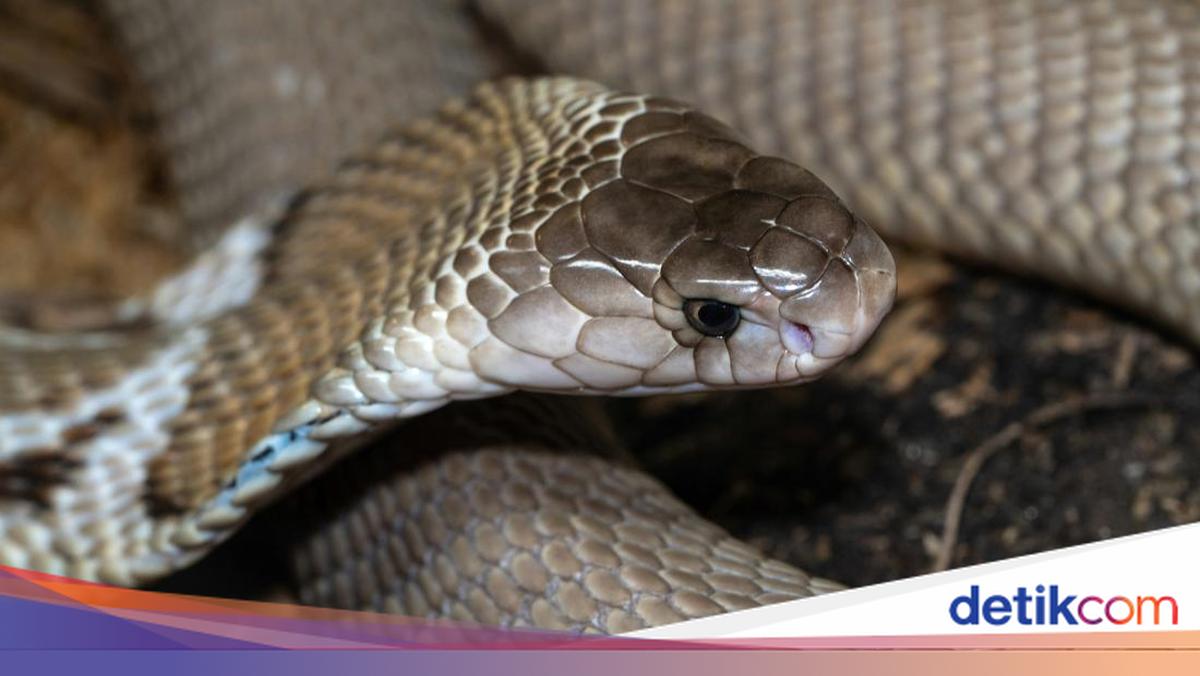 Sariq BDSM porno videolar Ular sizni ochirib qoyishdan oldin porno videolarni tomosha qiling.