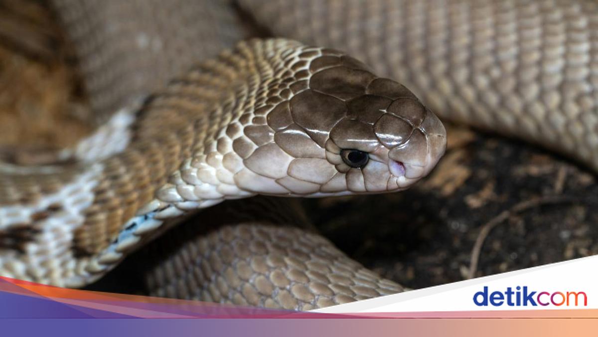 Ular vaginaga kiradilar Ular vaginaga kiradilar