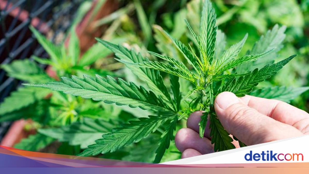 20 Ton Ganja Sitaan Dibakar, 25 Ribu Warga Turki Teler Hirup Asapnya