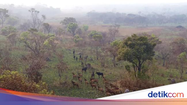 Kisah Negara yang Hampir Kehilangan Hewan Nasional gegara Perburuan Liar