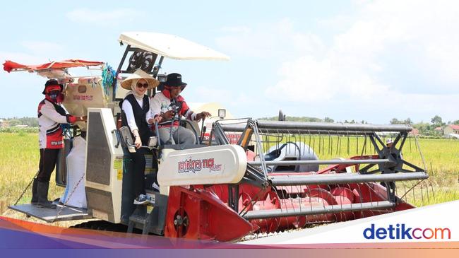 Kolaborasi dengan Petani, Bulog Serap Panen Lewat Program Mitra Tani