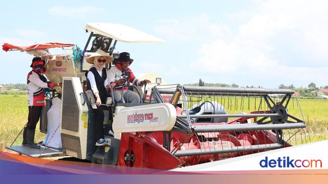 Kolaborasi dengan Petani, Bulog Serap Panen Lewat Program Mitra Tani