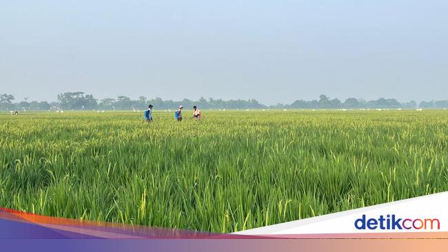 Lewat Mitra Tani, Bulog Mengantar Kebaikan sampai ke Petani