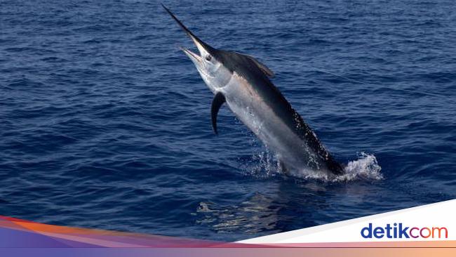 8 Fakta Ikan Todak, Ikan Tercepat dan 'Ahli Berpedang'