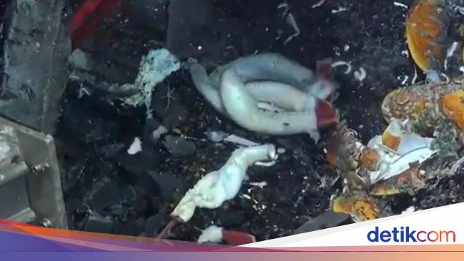 Dasar Laut Pasifik Jadi Tempat Cacing Raksasa Berkembang Biak