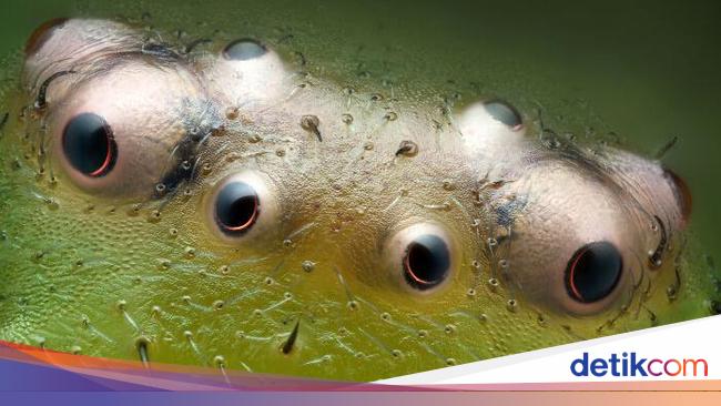 Foto Menakjubkan Jawara Kontes Dunia Kecil Nikon 2024