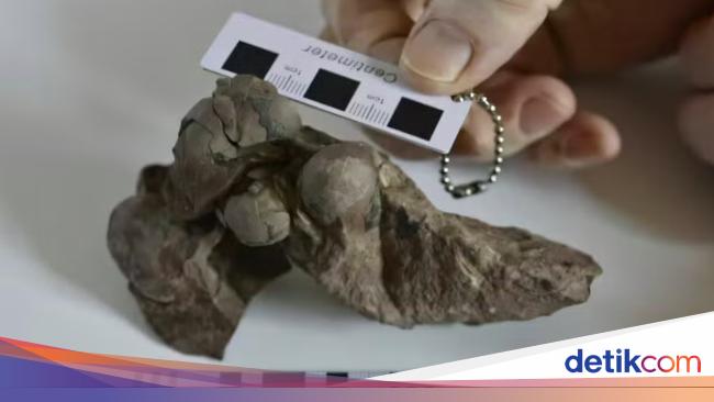 Scientists reveal the contents of China’s smallest dinosaur egg fossil