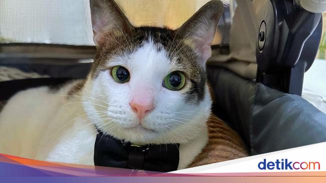 Foto: Bobby Kertanegara, Kucing Gemoy Kesayangan Prabowo