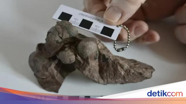 发现的最小恐龙蛋,已有 8000 万年历史 发现的最小恐龙蛋,已有 8000 万年历史