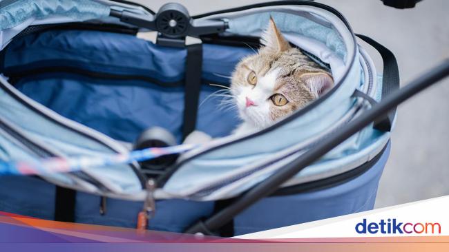 Kepincut Stroller Kucing ala Bobby Kertanegara? Hati-hati, Ini Pesan Dokter Hewan