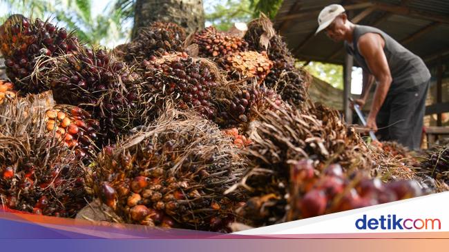 537 Pengusaha Sawit Tak Punya HGU, Bagian dari Pengemplang Pajak Rp 300 T?
