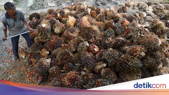 Harga Referensi CPO Juli Melonjak Tajam
