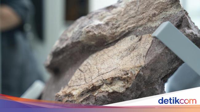 Hujan Deras Malah Ungkap Fosil Dinosaurus Tertua Sampai Jutaan Tahun