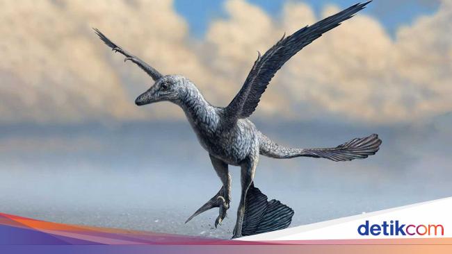 It was revealed that this dinosaur used wings to run fast