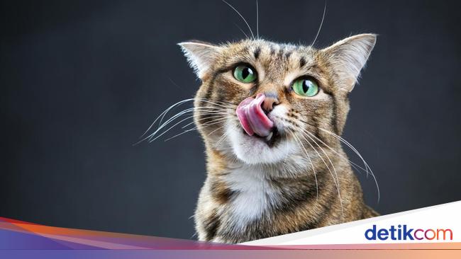 Perlu Tahu, 4 'Warning' Anabul Harus Segera Dibawa ke Dokter
