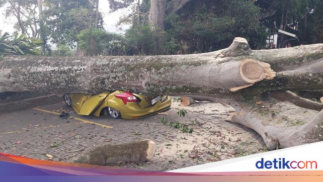 Badger! 9 cars hit by ‘Giant’ trees in Lembang