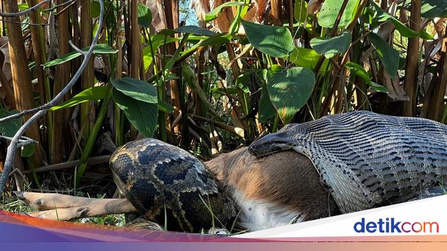 Jenis dan Alasan Ular Raksasa Memakan Manusia