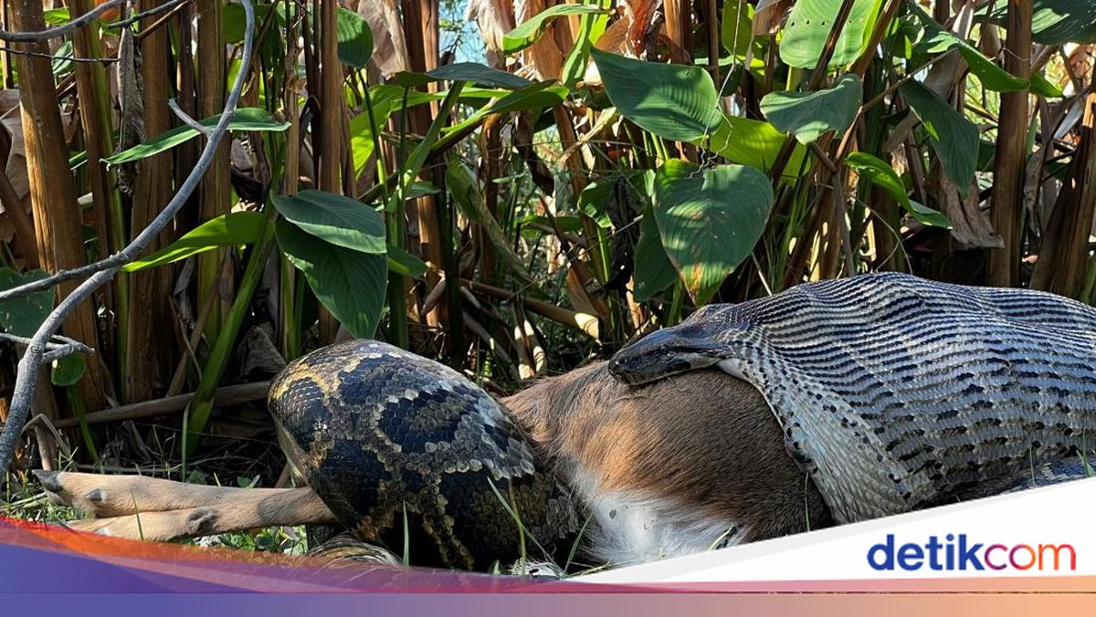 Python Dam Ular Ular Piton Dapat Menelan Buaya dan Rusa Utuh, Kok Bisa Ya?