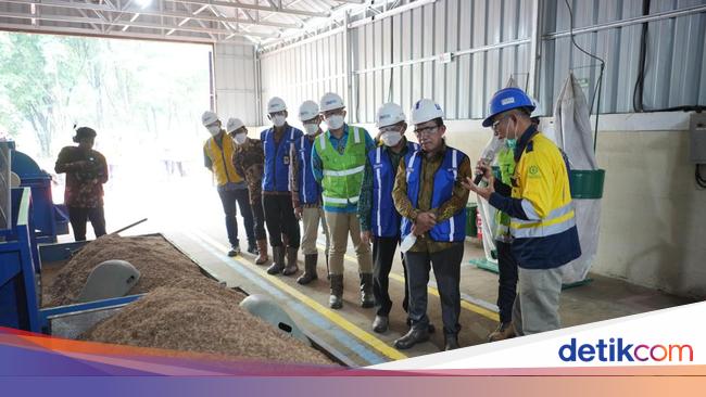 PTBA Kembangkan Biomassa dari Tanaman Kaliandra Merah buat Bahan Bakar PLTU