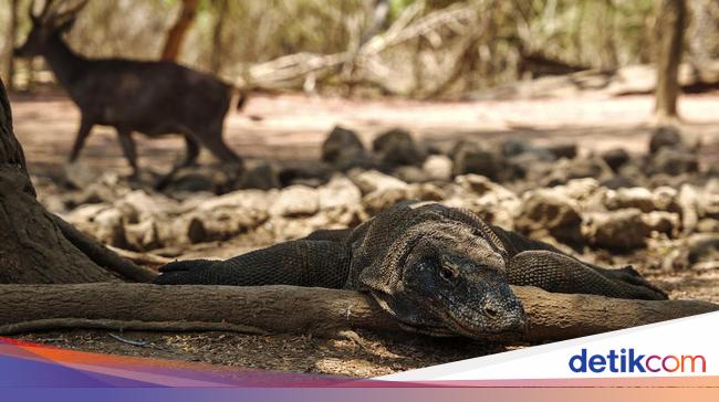 Lebih Baik ke Komodo atau Raja Ampat? Ini Perbandingannya
