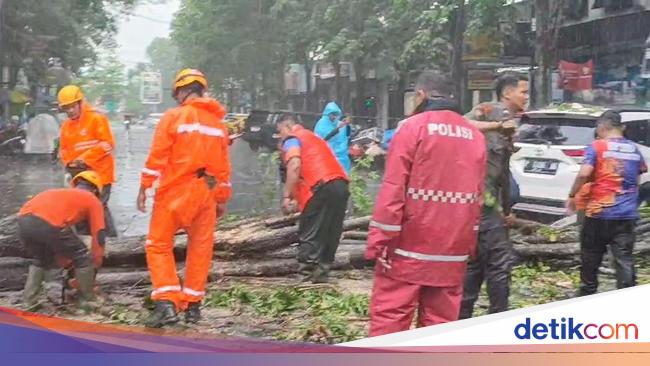 Hujan Angin di Bondowoso Tumbangkan Pohon dan Putuskan Kabel Listrik