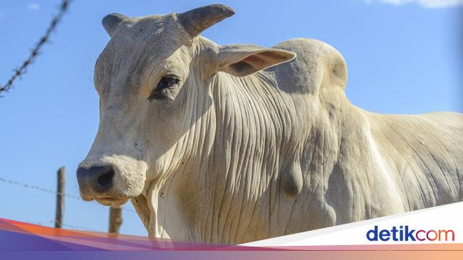 Sapi Bantuan dari Prabowo Mati Sebelum Dikurban, Kementan Cek Penyebabnya