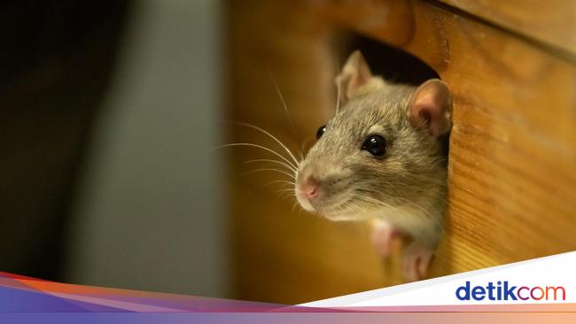 Alasan Tikus Suka Ada di Atap Rumah dan Cara Mengusirnya