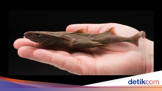 并非所有鲨鱼都是巨大的,世界上最小的也只有20厘米 并非所有鲨鱼都是巨大的,世界上最小的也只有20厘米