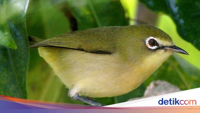 6 Jenis Hewan yang Baru Punah Berdasarkan Data Lembaga Konservasi Alam