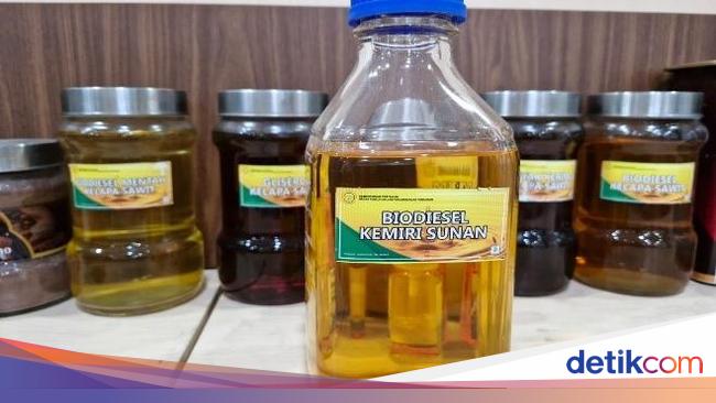 Melihat Potensi Bahan Bakar Nabati Alternatif Kemiri Sunan