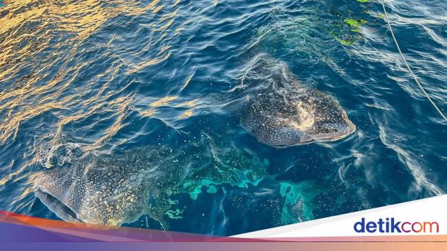 Sensasi Berenang dengan Hiu Putih di Teluk Saleh, NTB