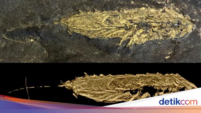 Langka! Ditemukan Fosil Berlapis Emas Berumur 450 Juta Tahun