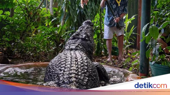 世界上最大的鳄鱼卡修斯去世,享年100多岁 世界上最大的鳄鱼卡修斯去世,享年100多岁
