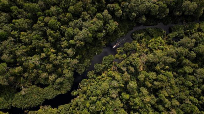 Restorasi Ekosistem Riau Catat Progres Signifikan dalam 10 Tahun Terakhir